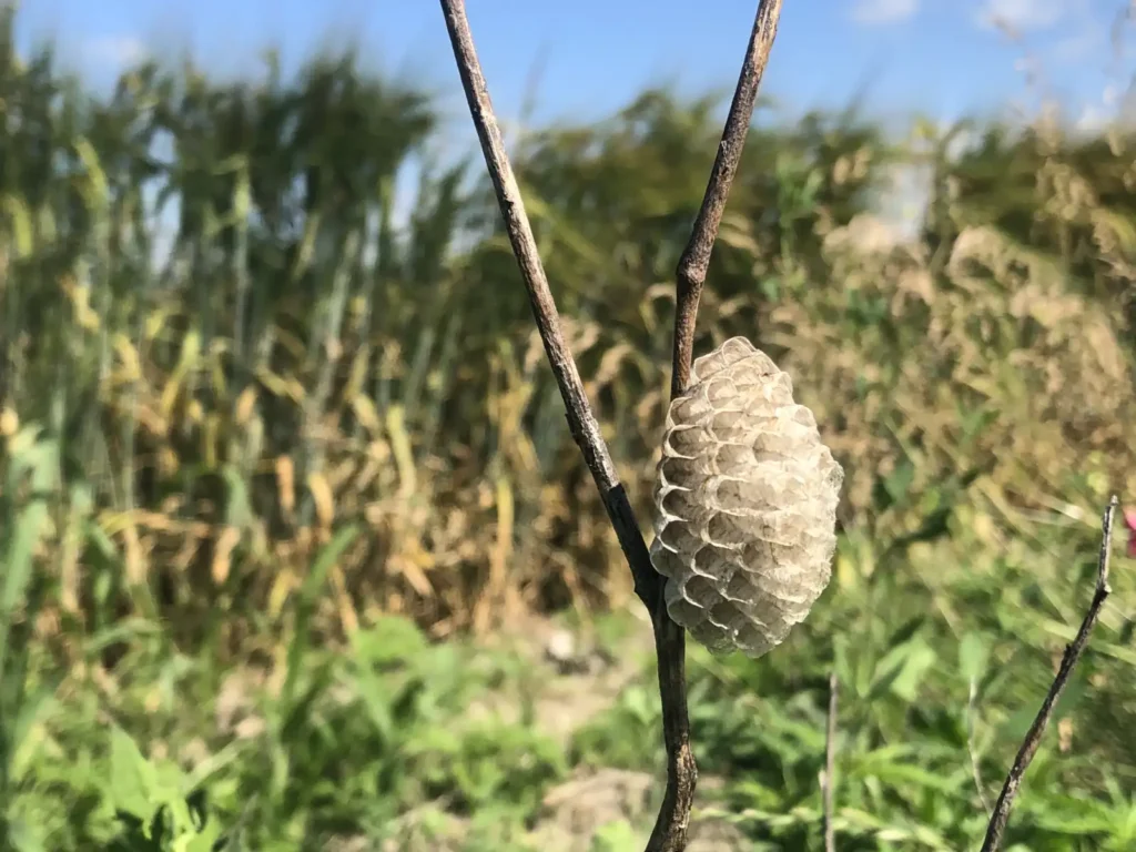 hmyzie-hniezdo Hmyzie hniezdo na poli, mindfulness fotografovanie